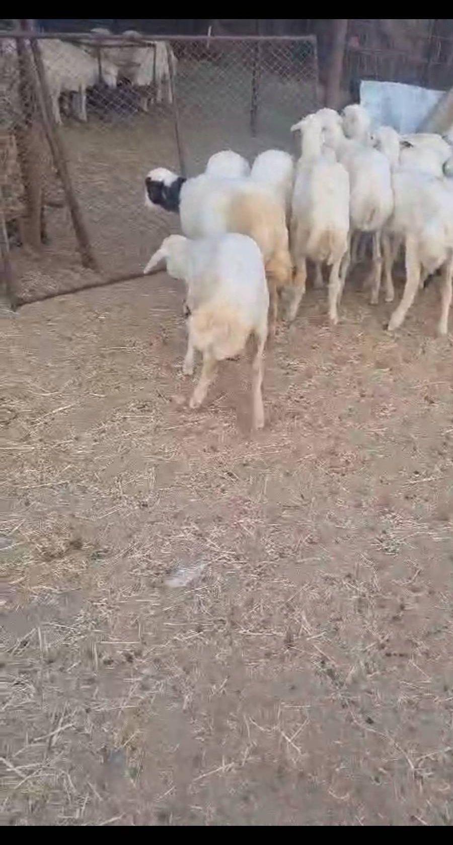 ذبايح بيشه