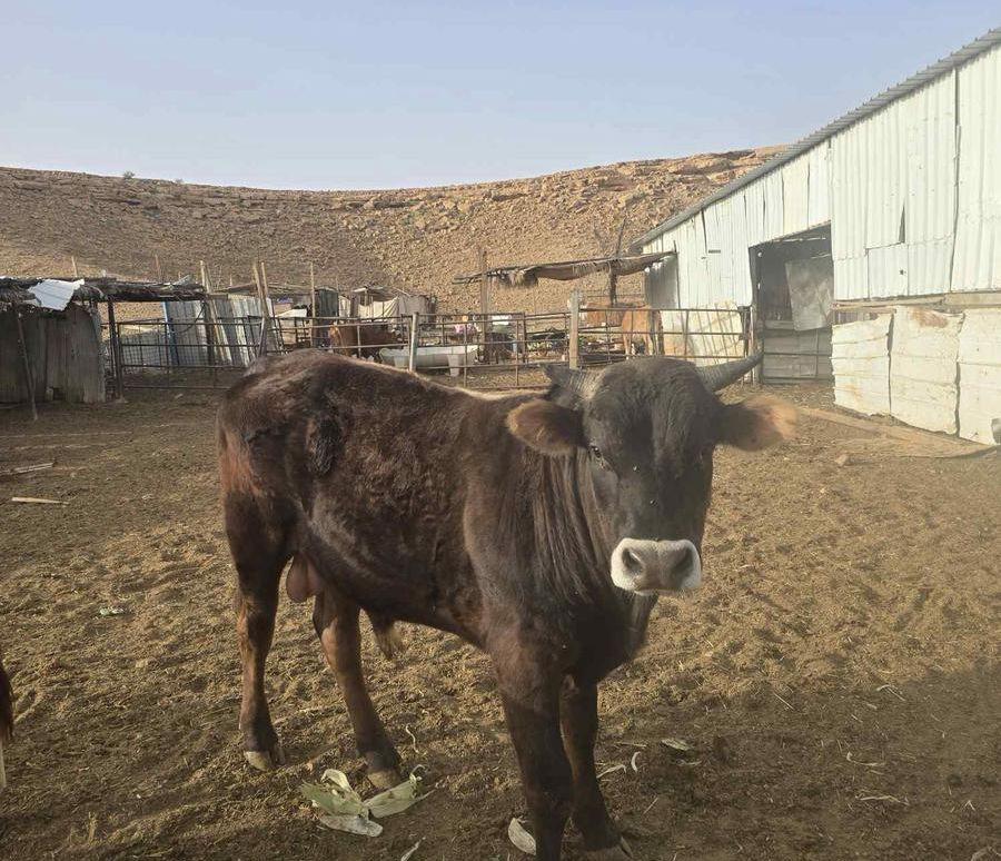 عجلة لباني زبدة
