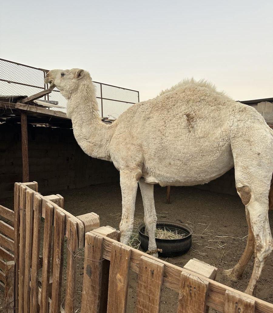 ناقة حايل ما