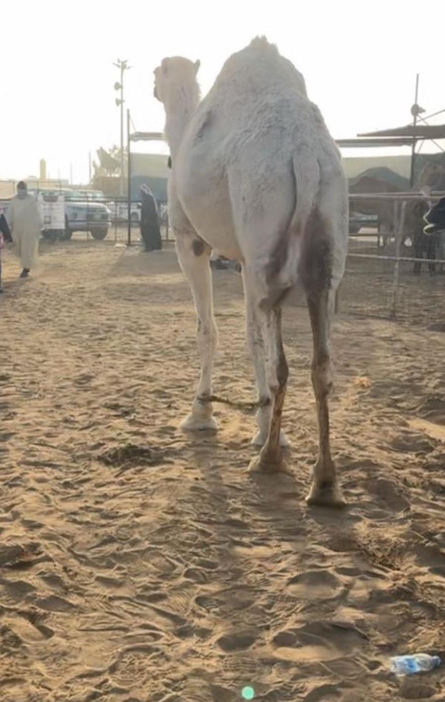 ناقة حايل ما