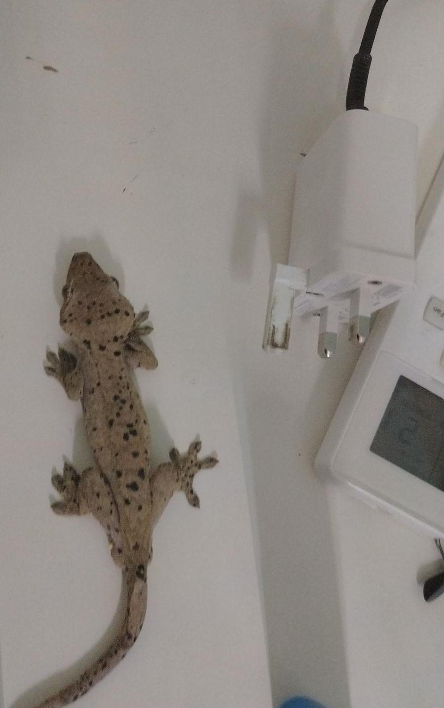 crested gecko