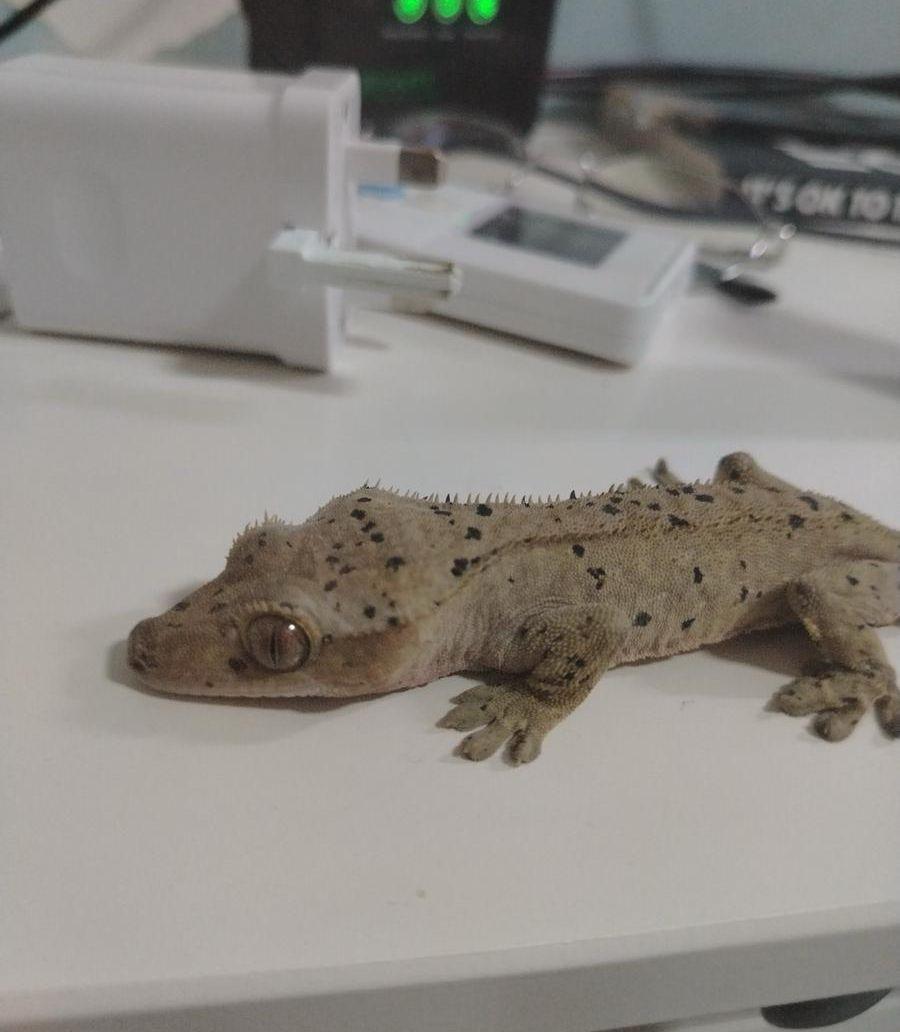 crested gecko