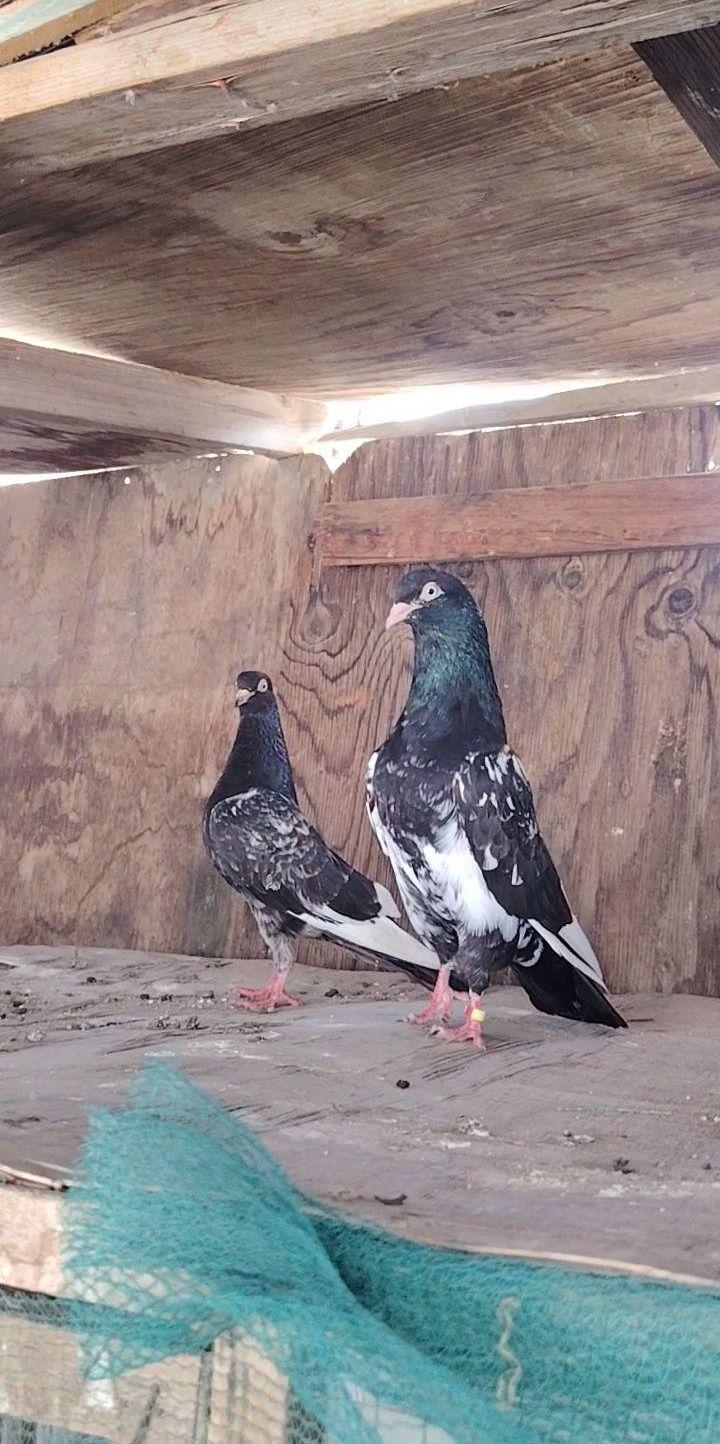 حمام باكستاني