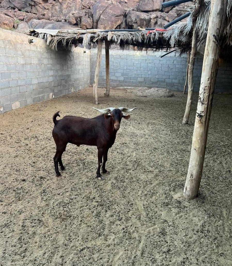 تيوس جنوبيه
