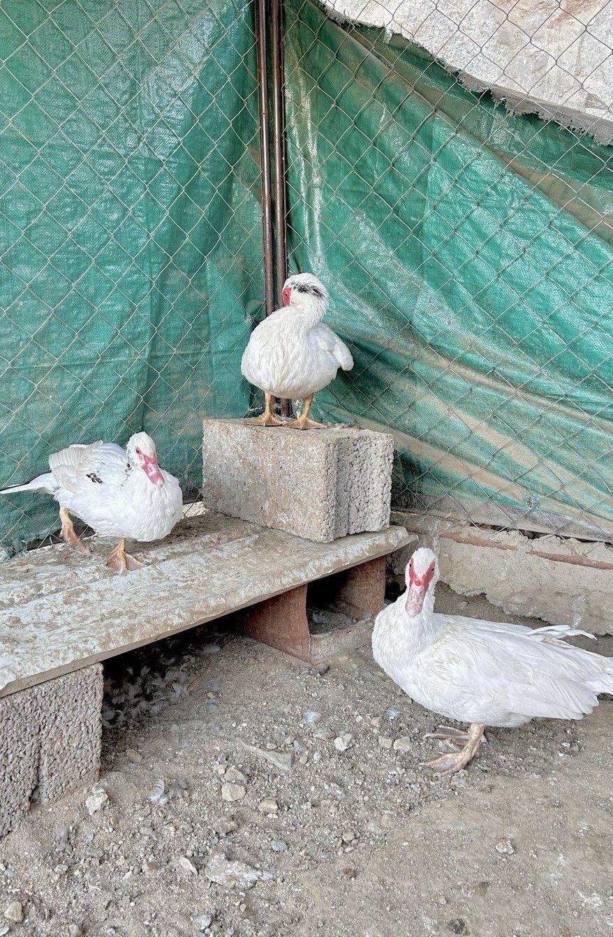 طقم بط مسكوف
