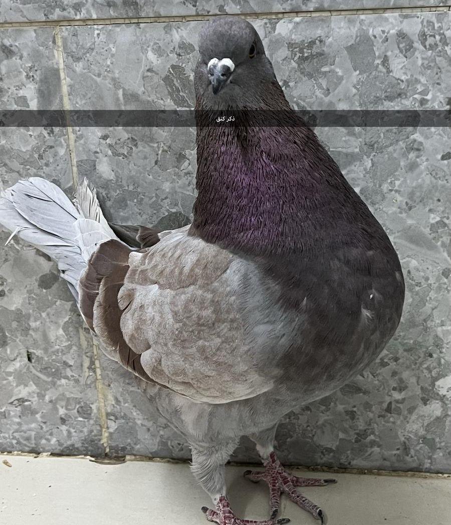 مجموعة حمام جوز