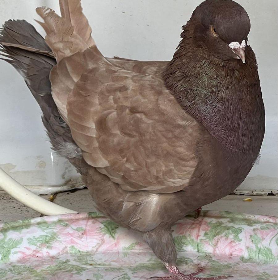 مجموعة حمام جوز