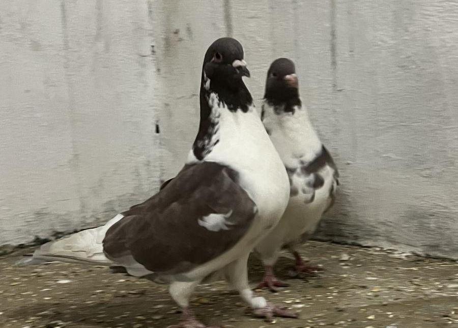 مجموعة حمام جوز