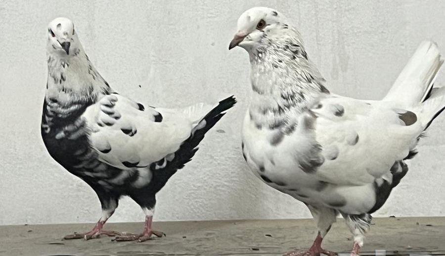 مجموعة حمام جوز