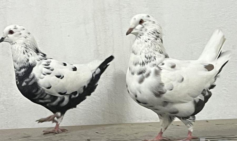 مجموعة حمام جوز