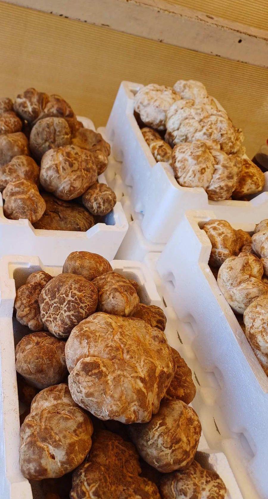 فقع بلدي طازج
