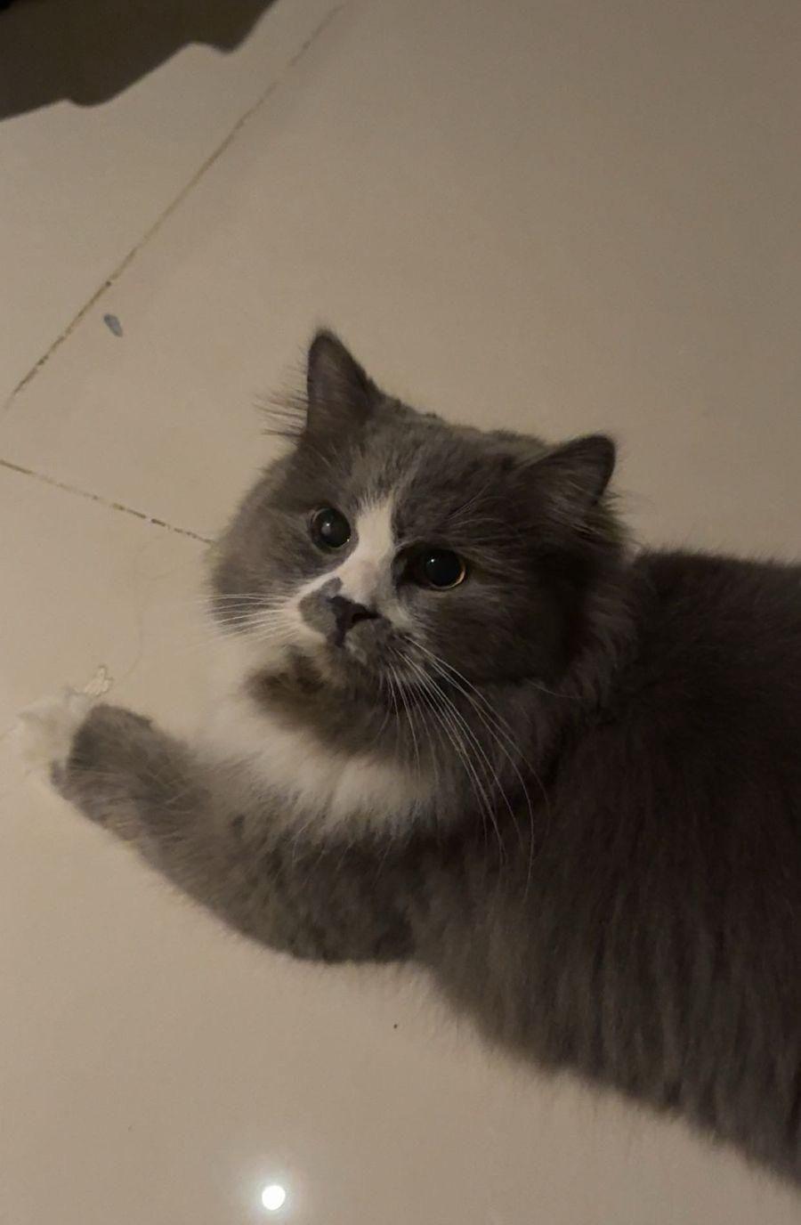 قطه للبيع