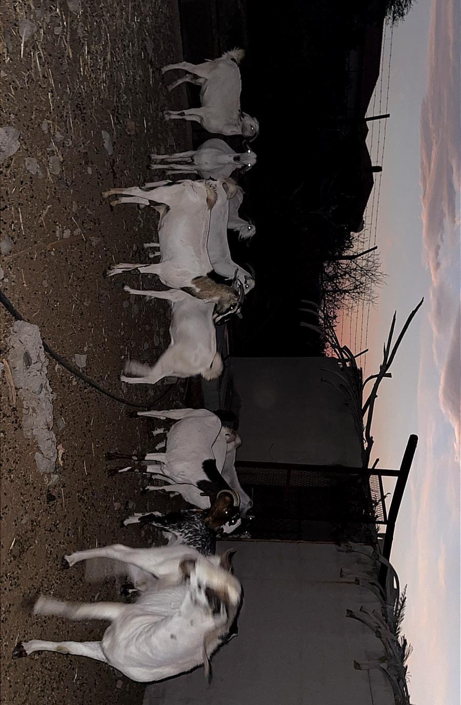 ماعز بيشي