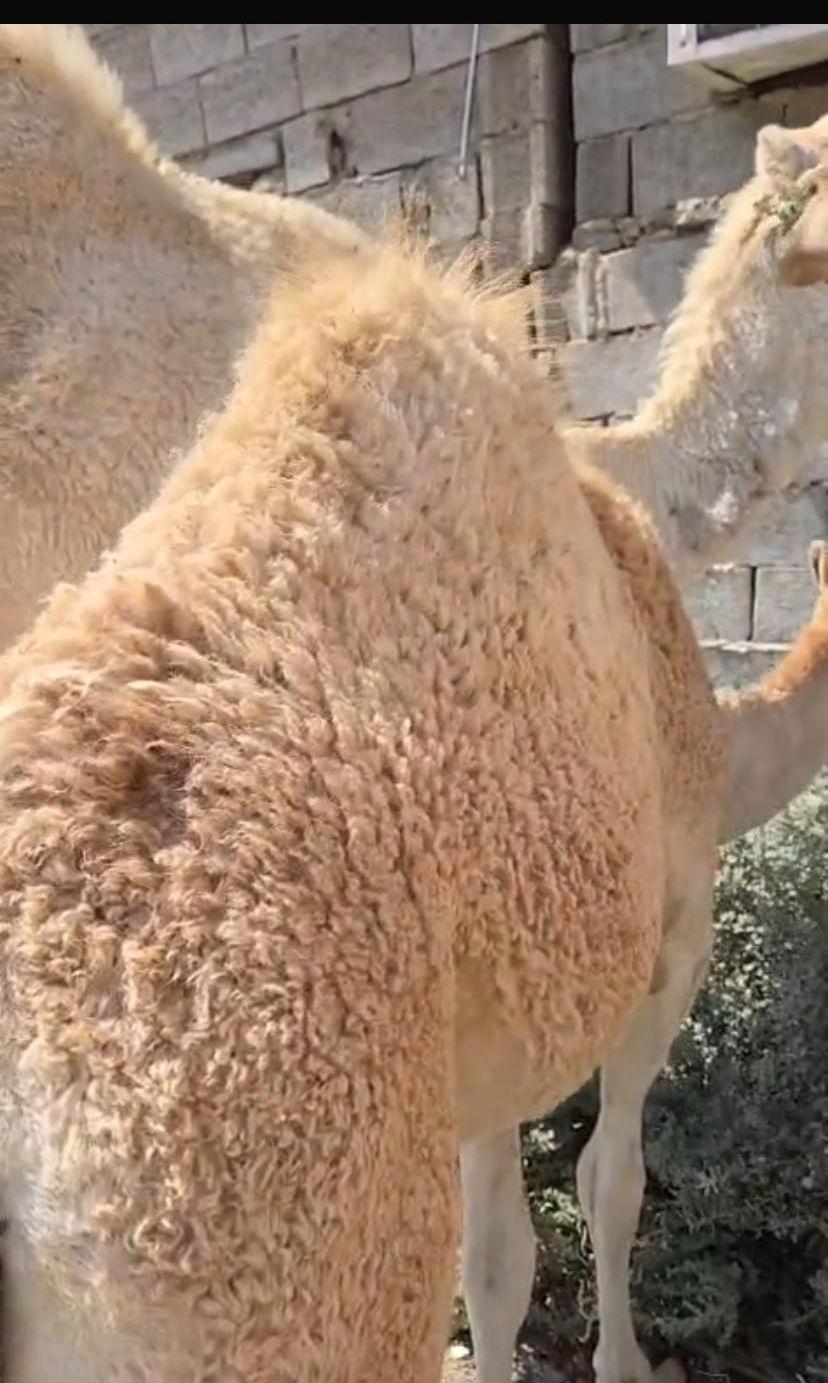 بكره من عشره