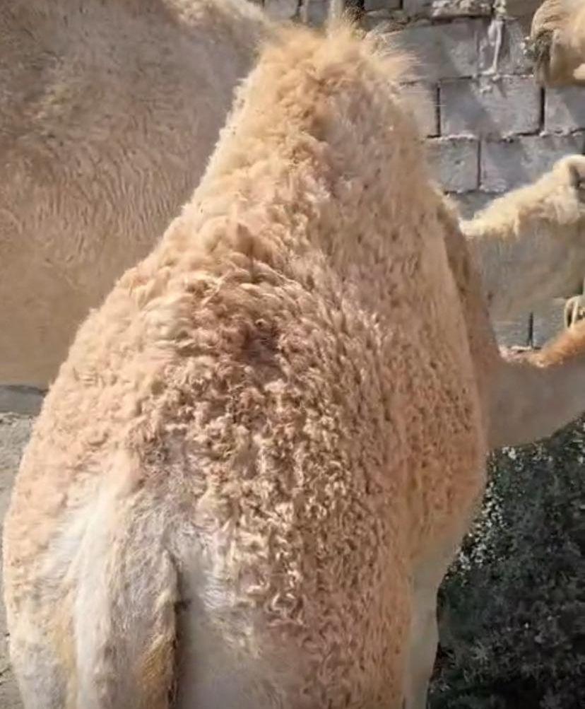 بكره من عشره