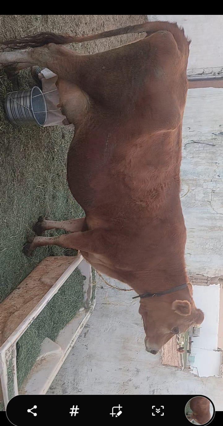 بقره والد للبيع