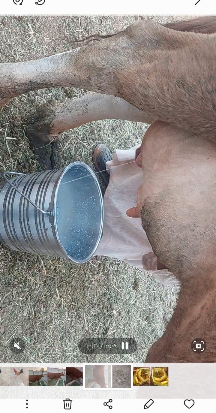 بقره والد للبيع