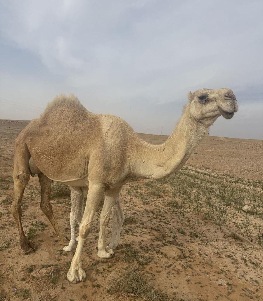خلفه منيح