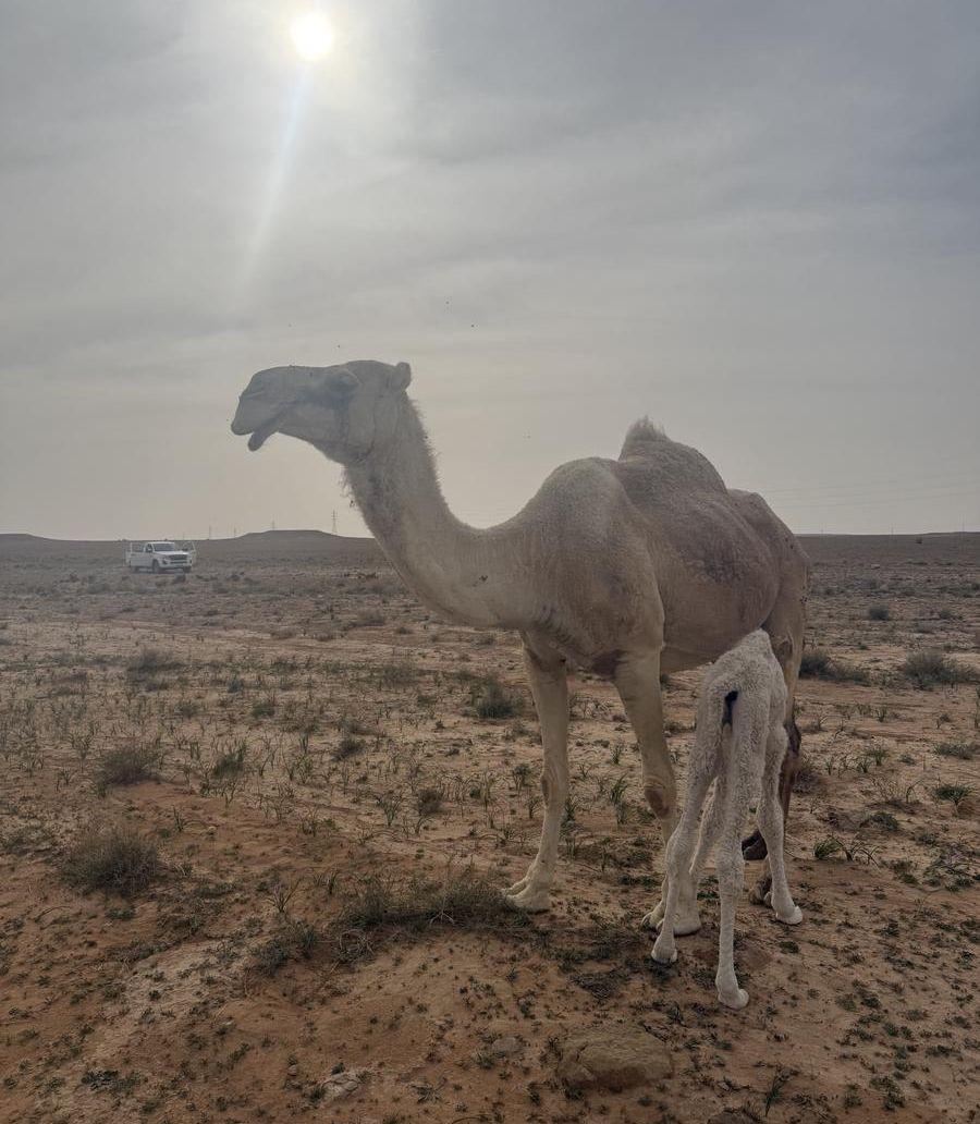 خلفه منيح