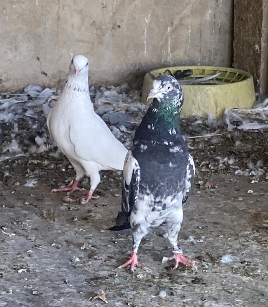 حمام باكستاني
