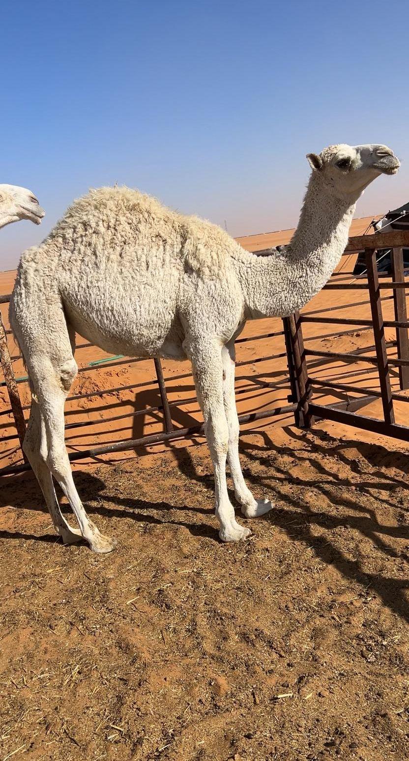 للبيع حاشي بكره
