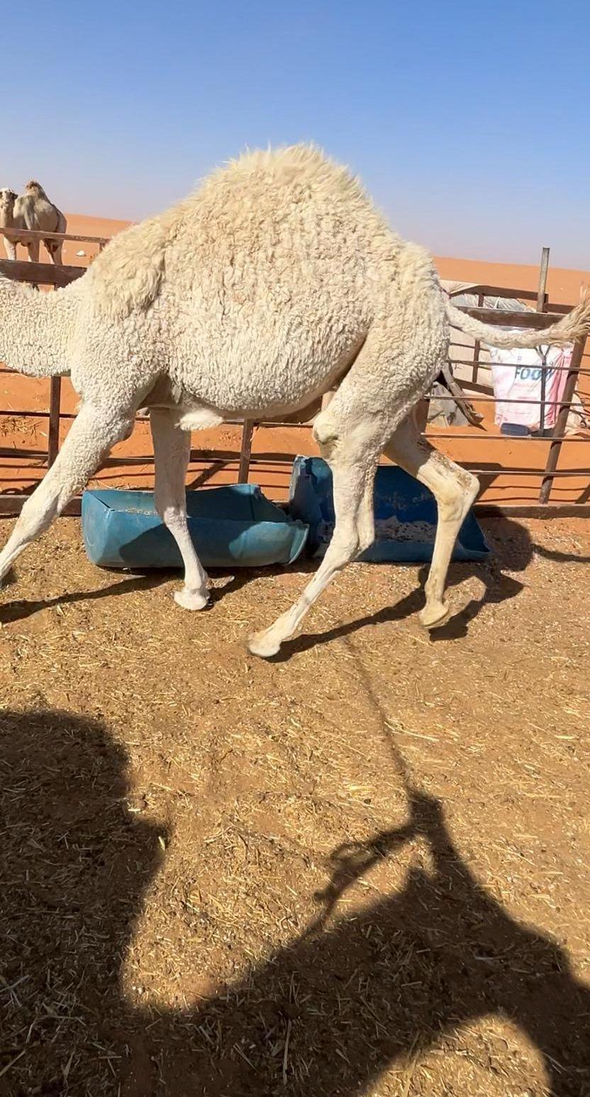 للبيع حاشي بكره
