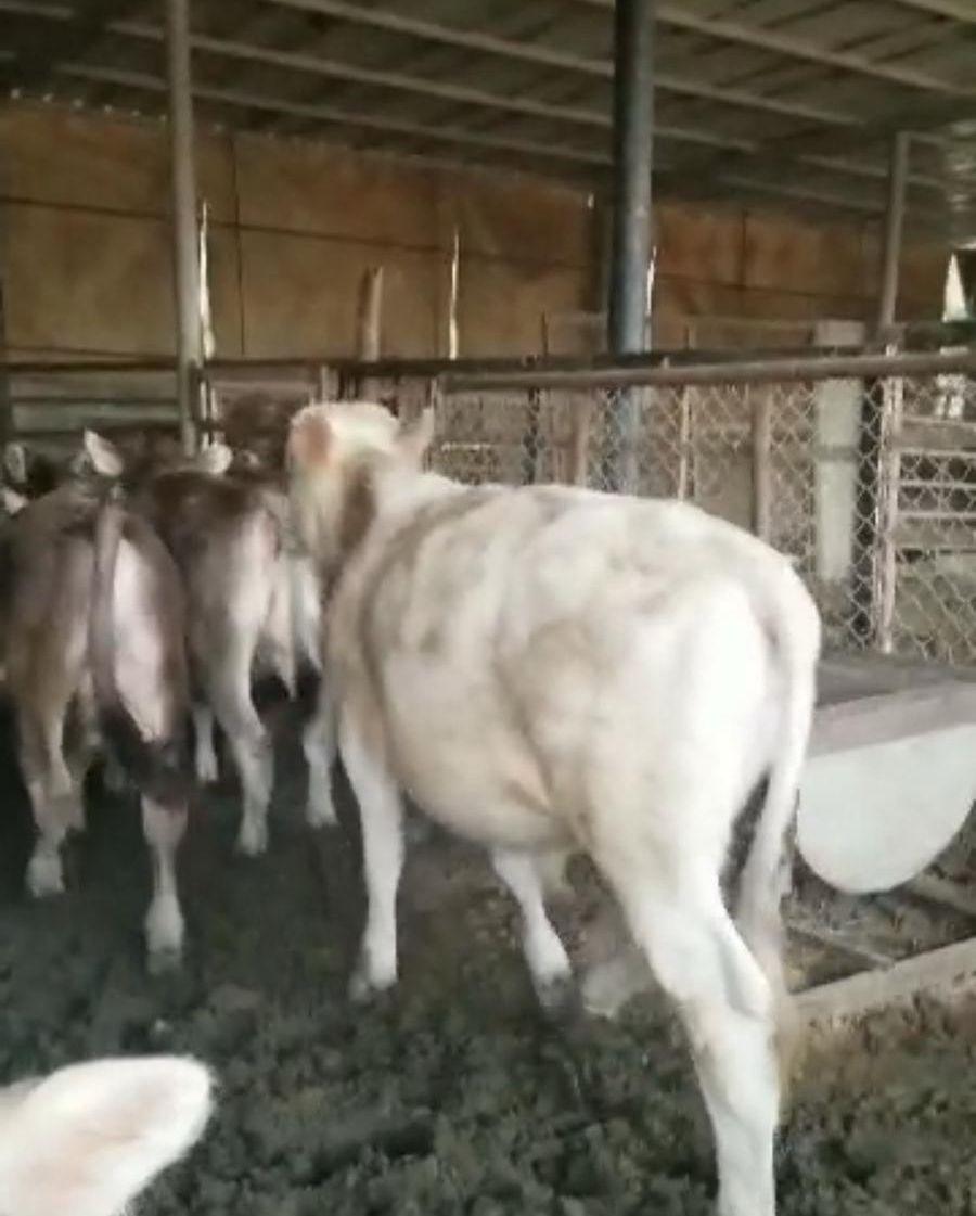 عرض بقر