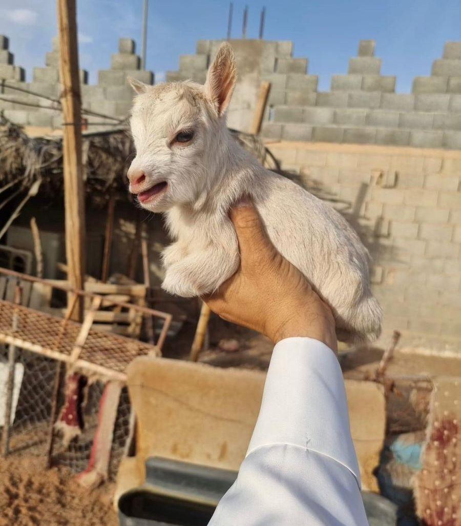 الماعز القزم الصغير