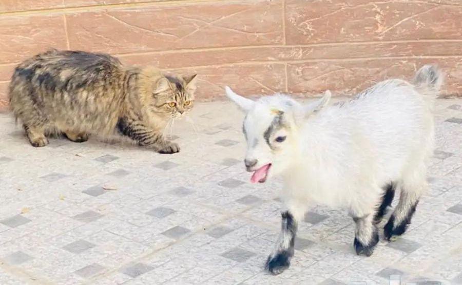 الماعز القزم الصغير