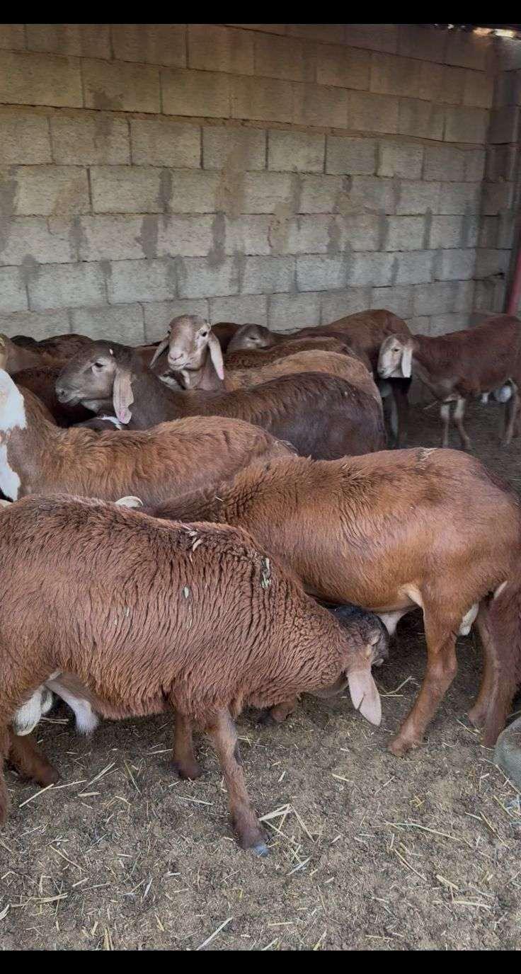 سواكن مرابي ذبايح