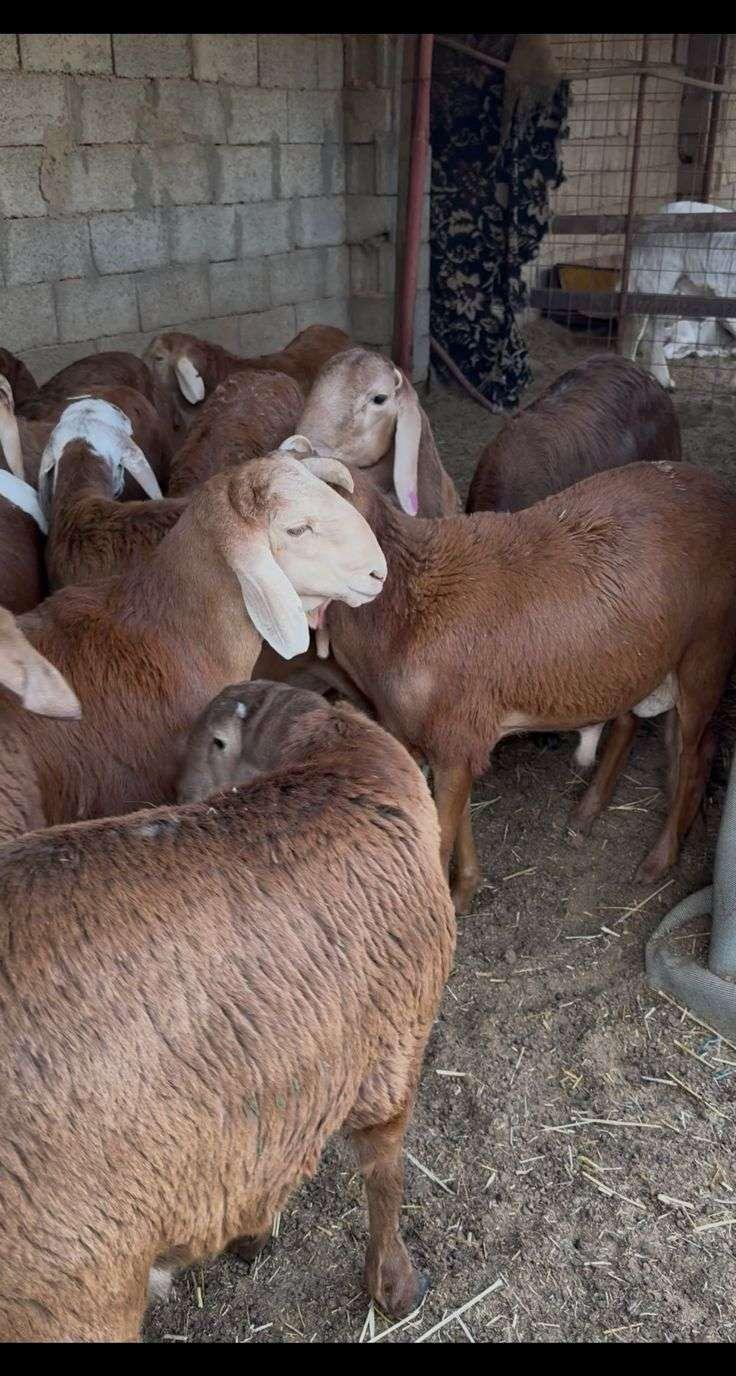 سواكن مرابي ذبايح