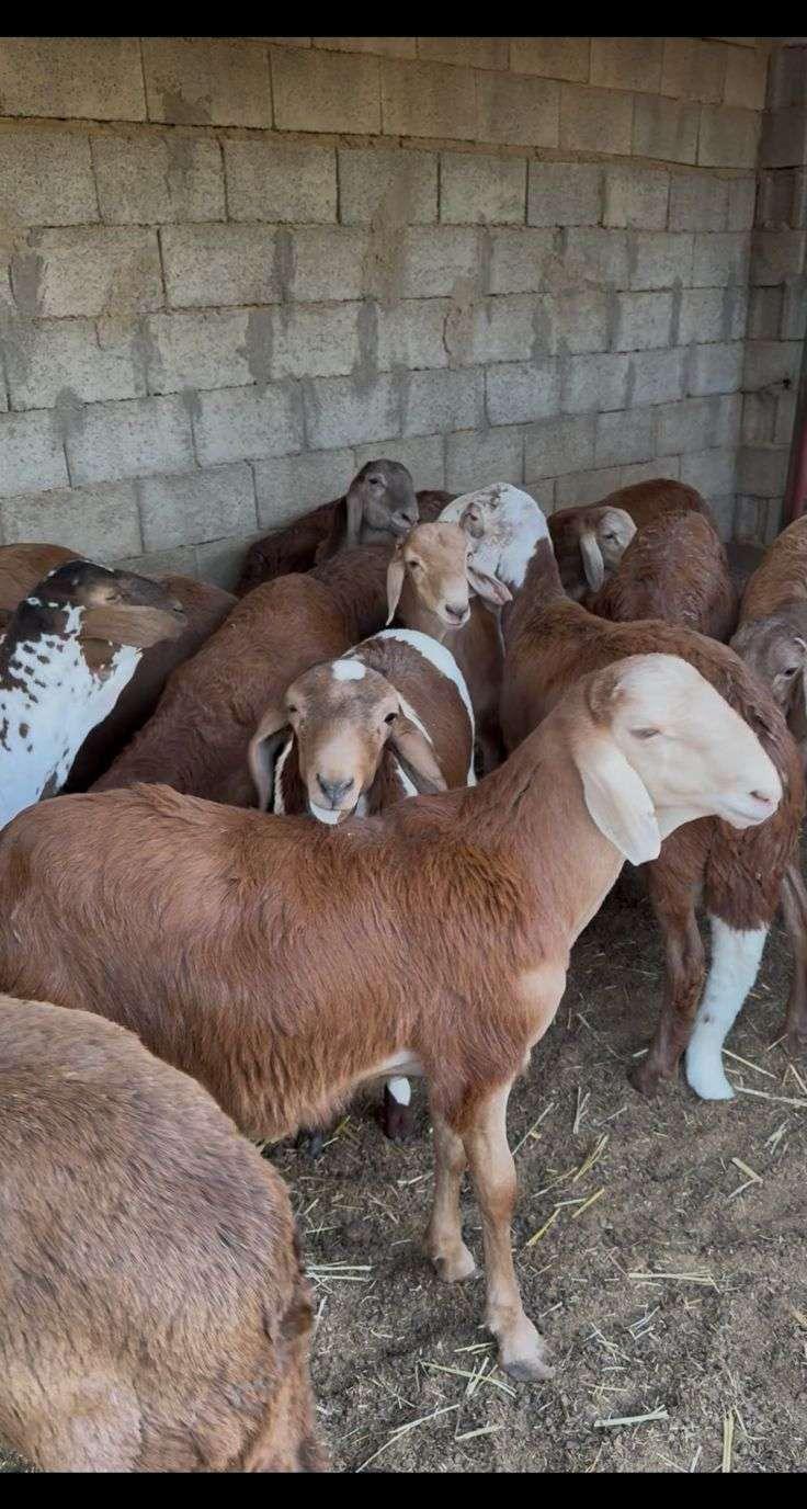 سواكن مرابي ذبايح