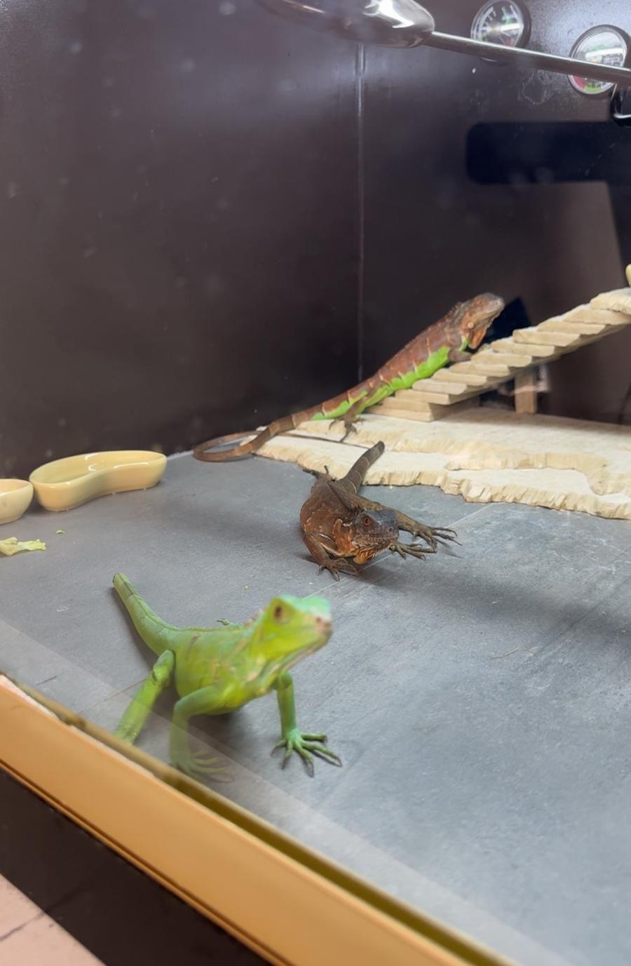 Iguana