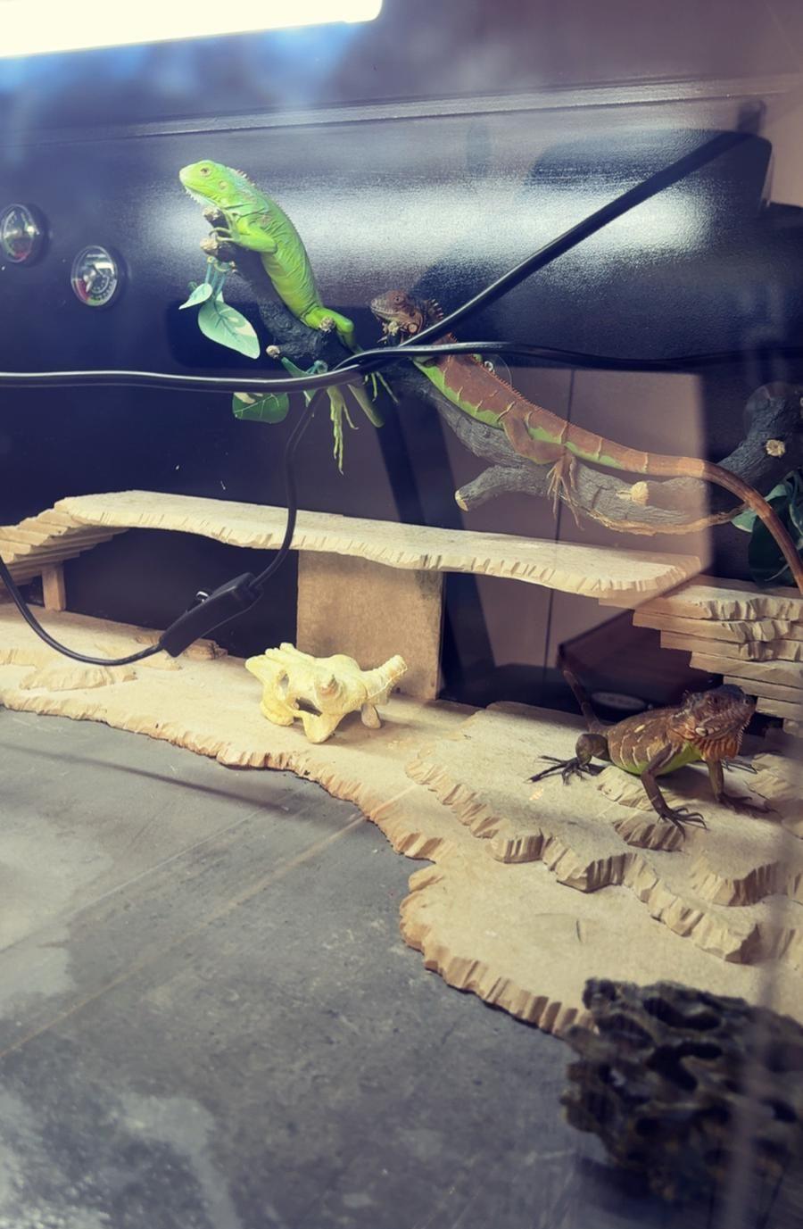 Iguana