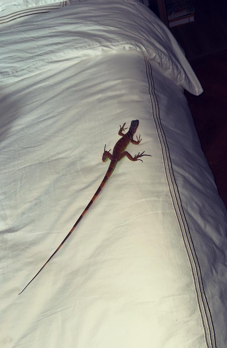 Iguana