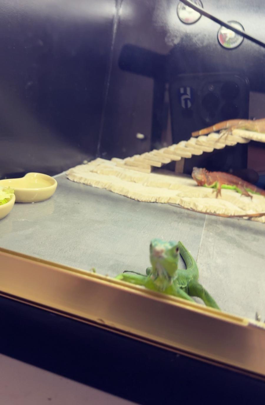Iguana