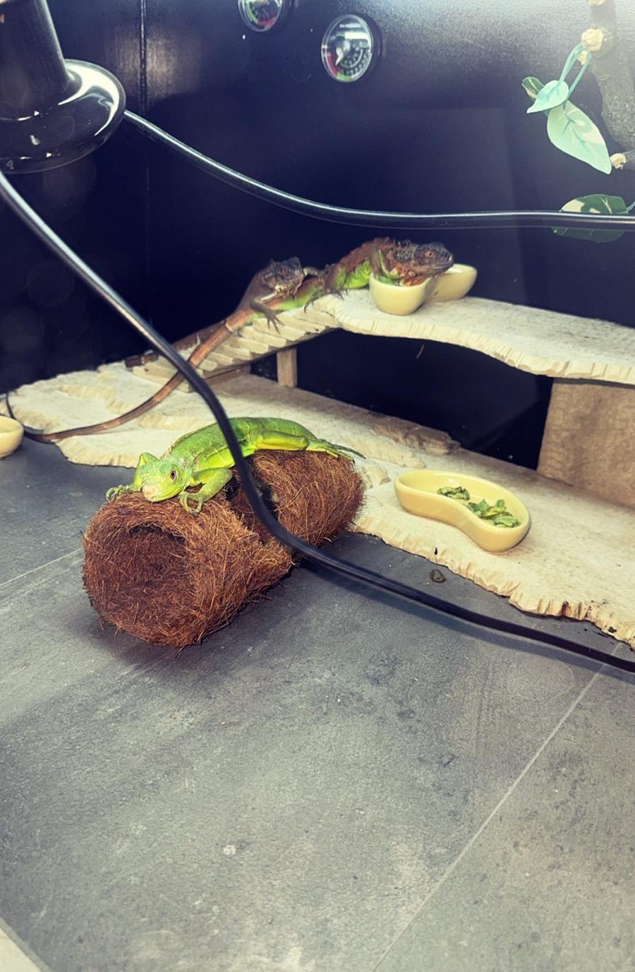 Iguana