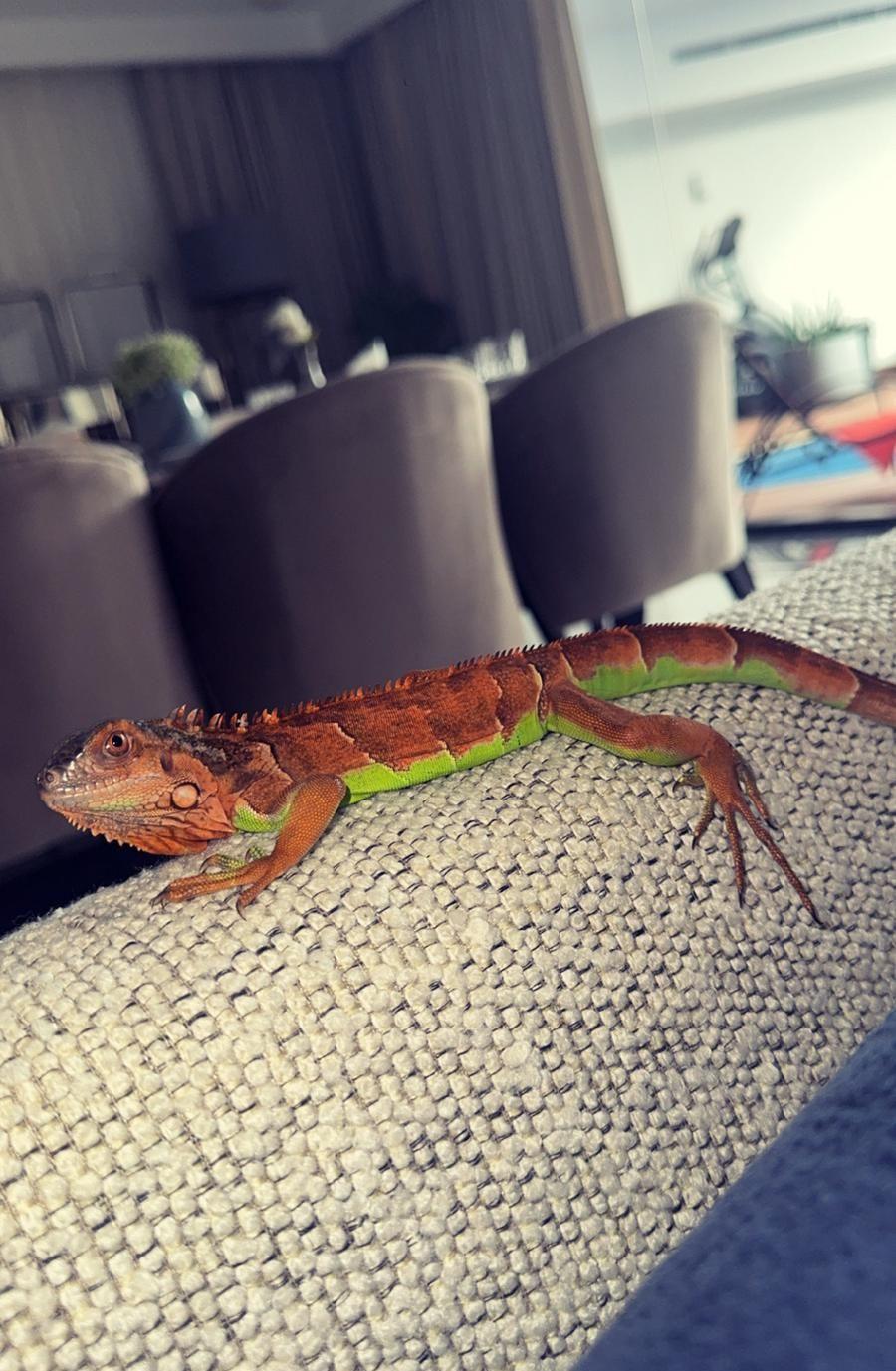 Iguana