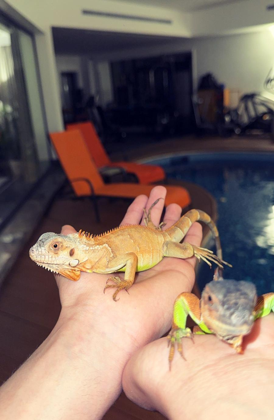 Iguana