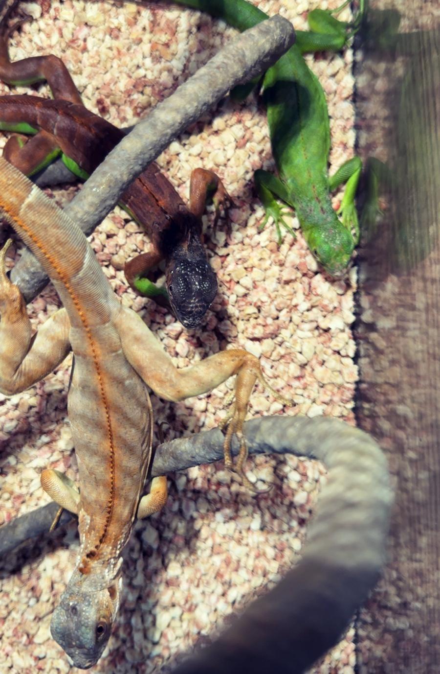 Iguana