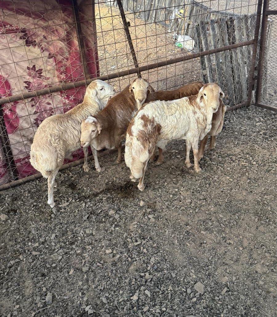 رفيدي