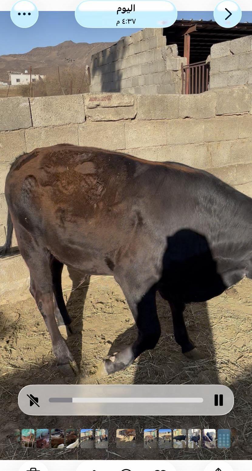 حسلان العمر عشرة