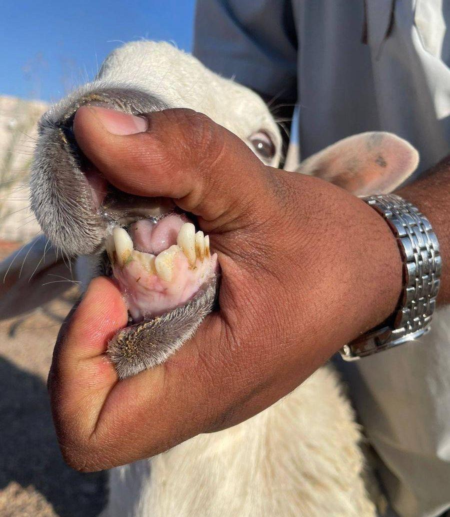 طليان ذبايح الاسعار