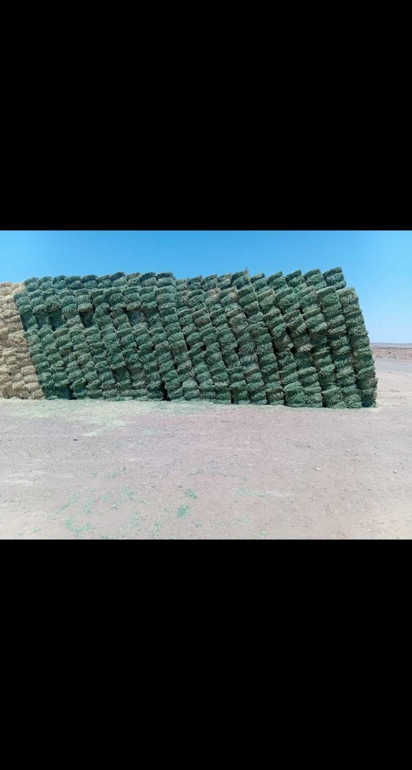 برسيم صيفي صافي