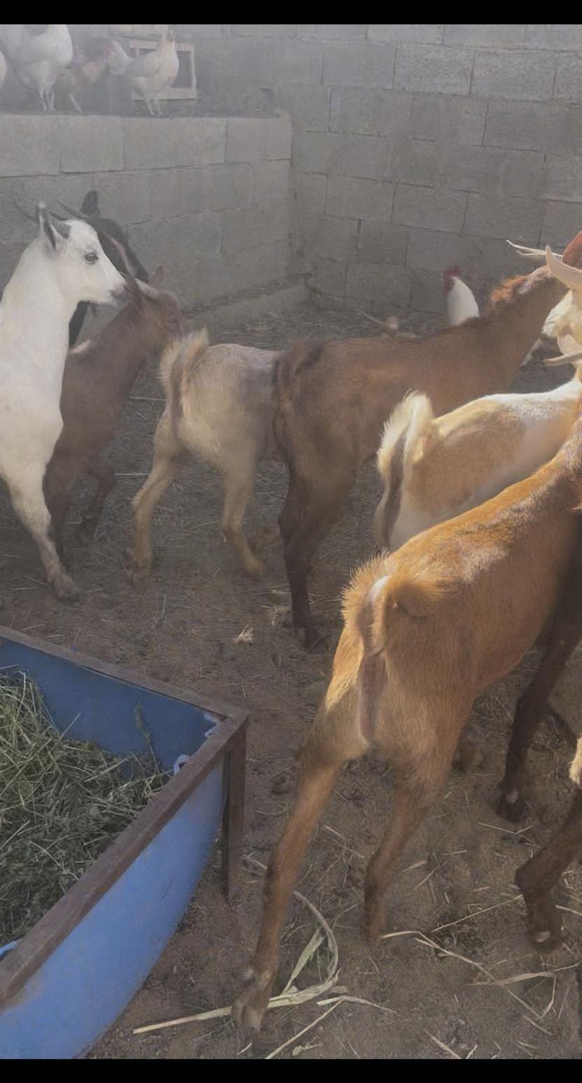 ذبايح تيوس بلدي