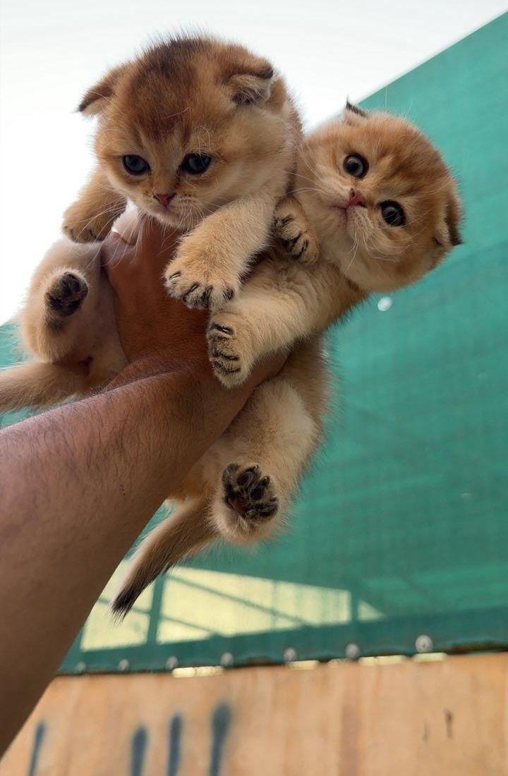 كيتن كيتنز قطط