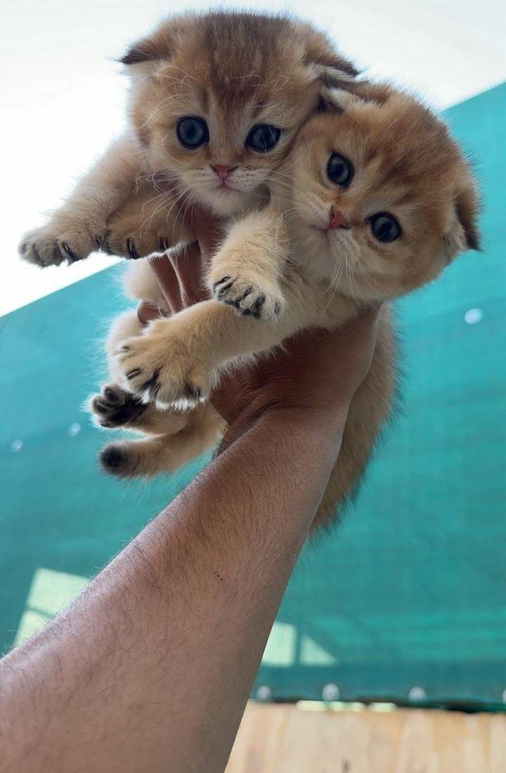 كيتن كيتنز قطط