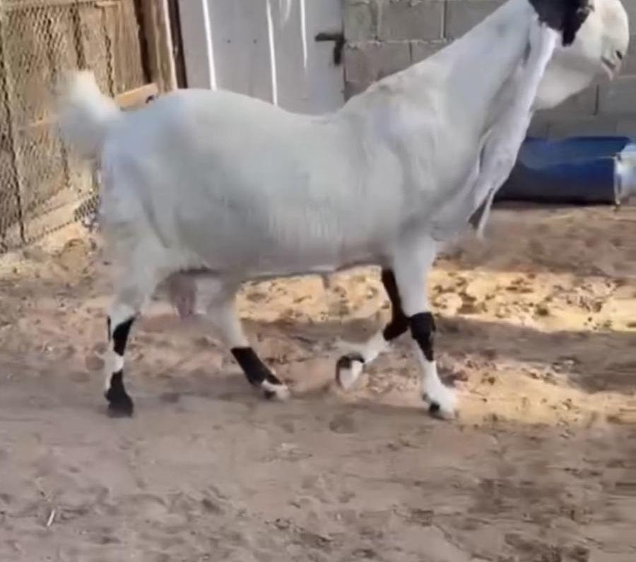 عنز حجازية مطورة