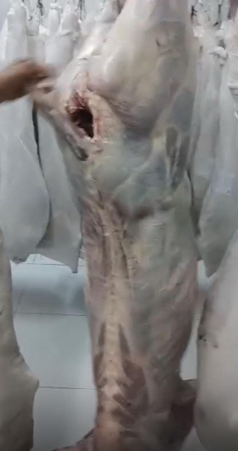 للبيع عجول باكستانيه(