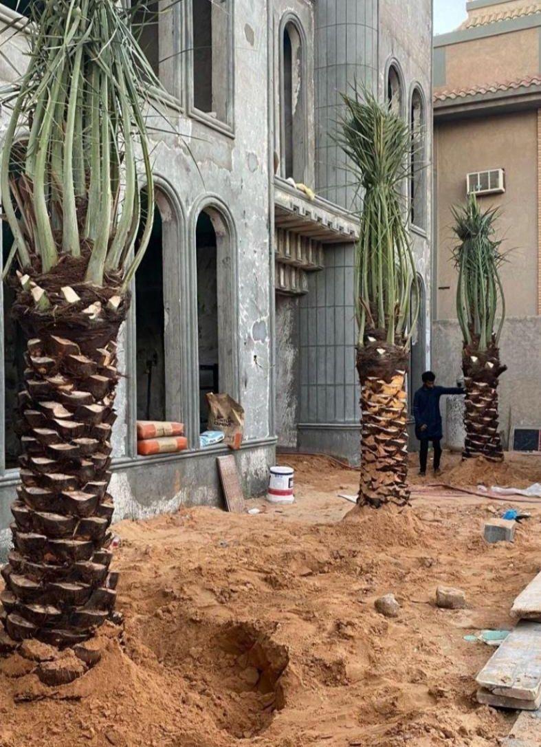 نخل برحي سكري